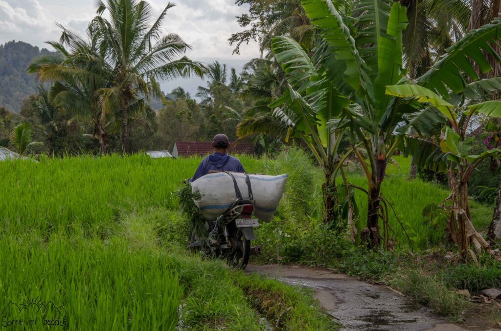 ein Moped mit Gras bepackt fährt zwischen Bananenbäumen und Reis.